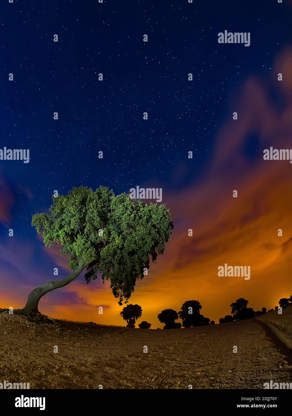 Holm oak in a field of cultivation. Illuminated with cold flashlight the tree and warm flashlight in ground. Stock Photo