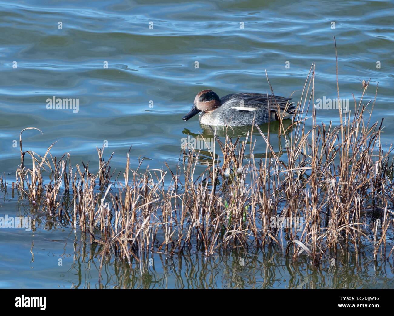 Teal Drake in some reeds with rippling water Stock Photo