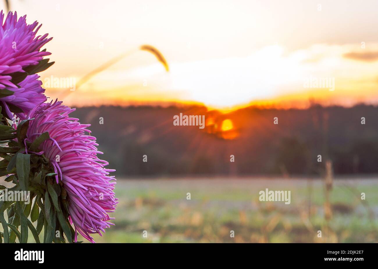 beautiful flowers on the background of dawn in the field Stock Photo