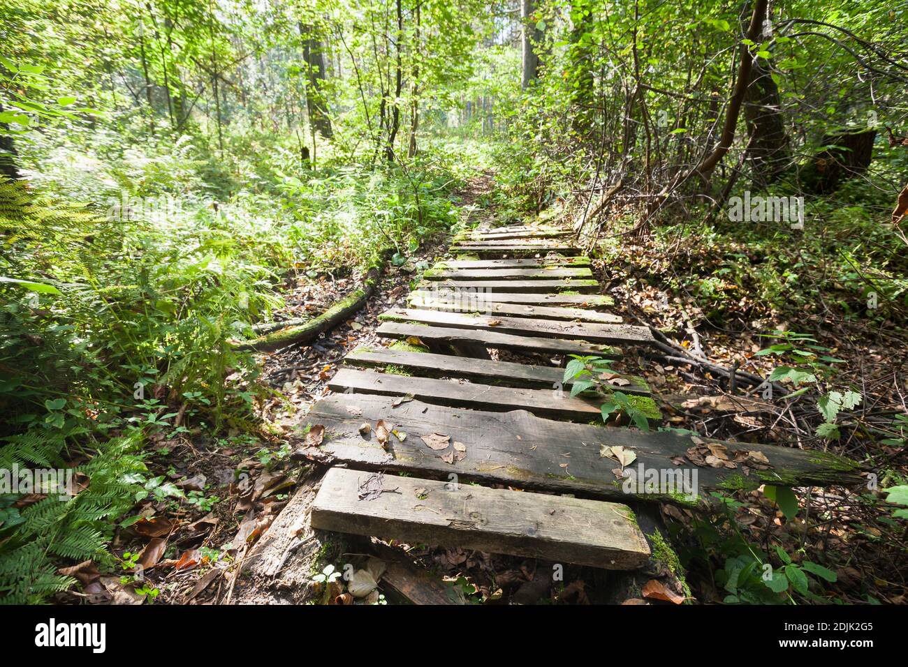 Empty abandoned footbridge goes through dark forest, travel background photo Stock Photo