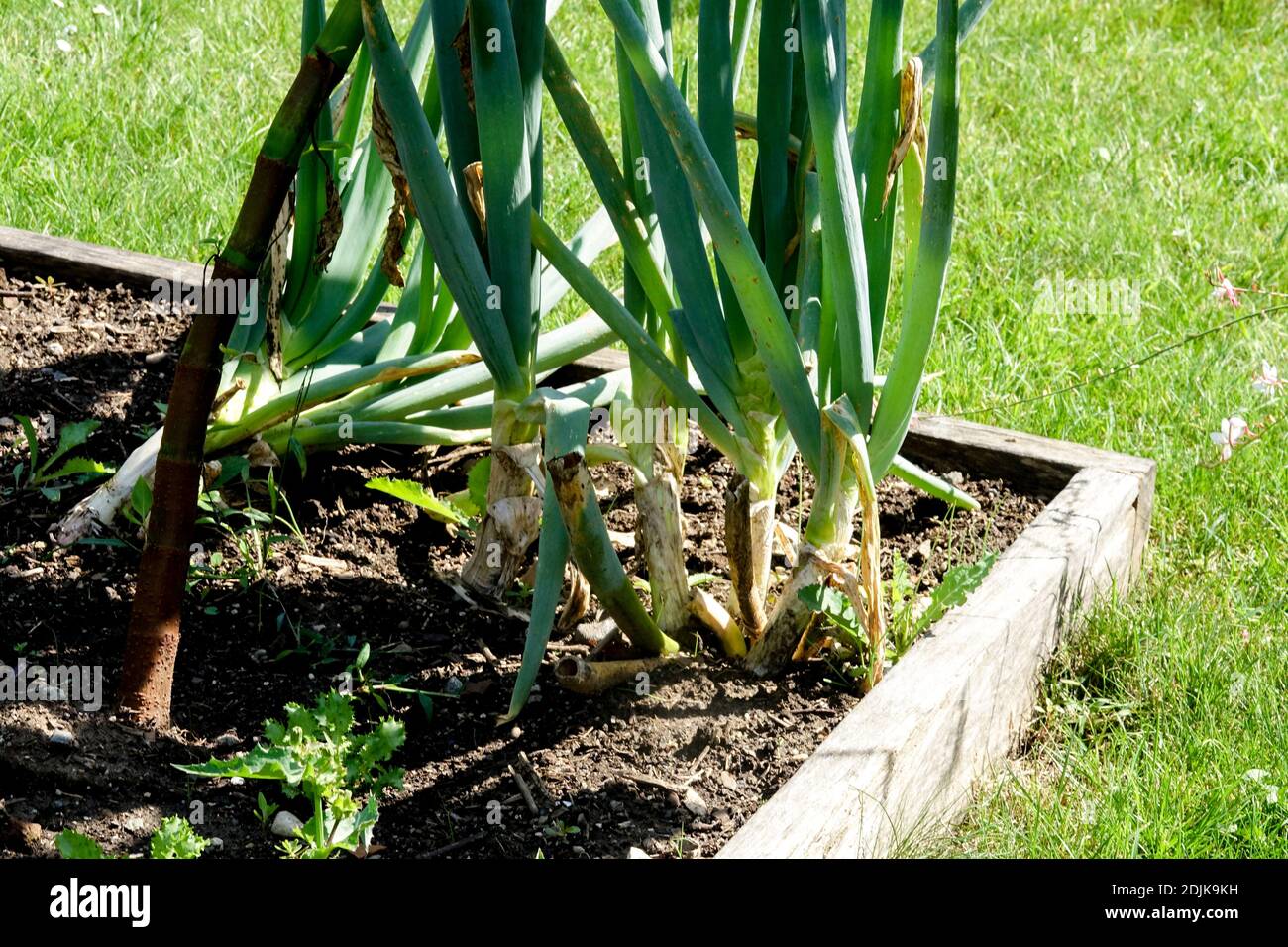 Leeks growing in raised bed vegetables garden Stock Photo
