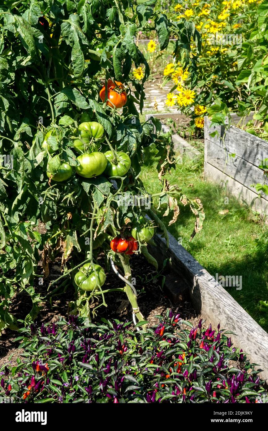 Raised beds vegetables tomato peppers in vegetable garden flowers Stock Photo