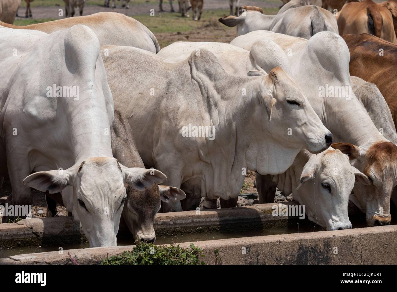 Africa, Kenya, Laikipia Plateau, Northern Frontier District, Ol Pejeta ...