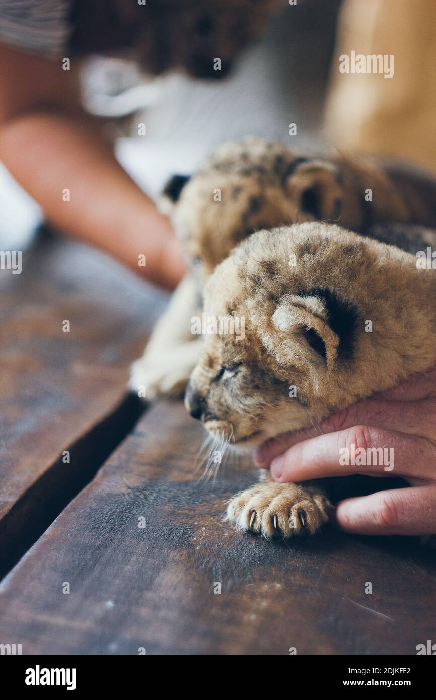 Cute little baby lion cubs in petting zoo. Beautiful furry small lion babies in volunteer's hands. Save the wildlife. Stock Photo