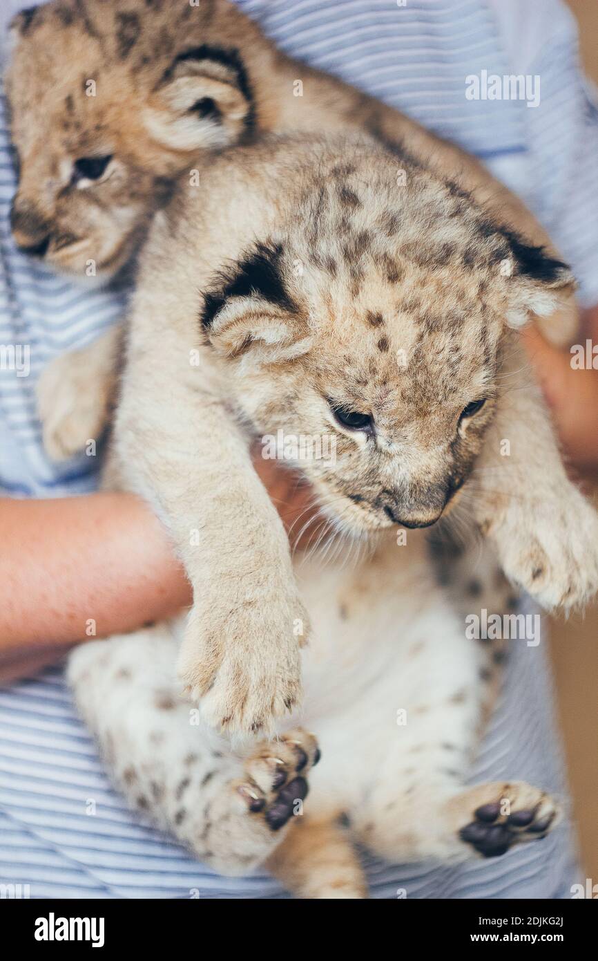 Cute little baby lion cubs in petting zoo. Beautiful furry small lion