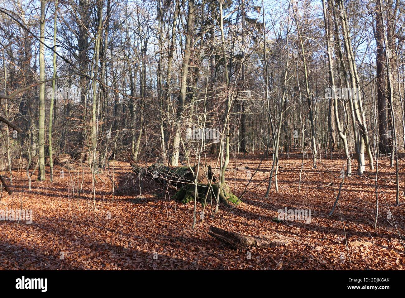 Spaziergang wald hi-res stock photography and images - Alamy