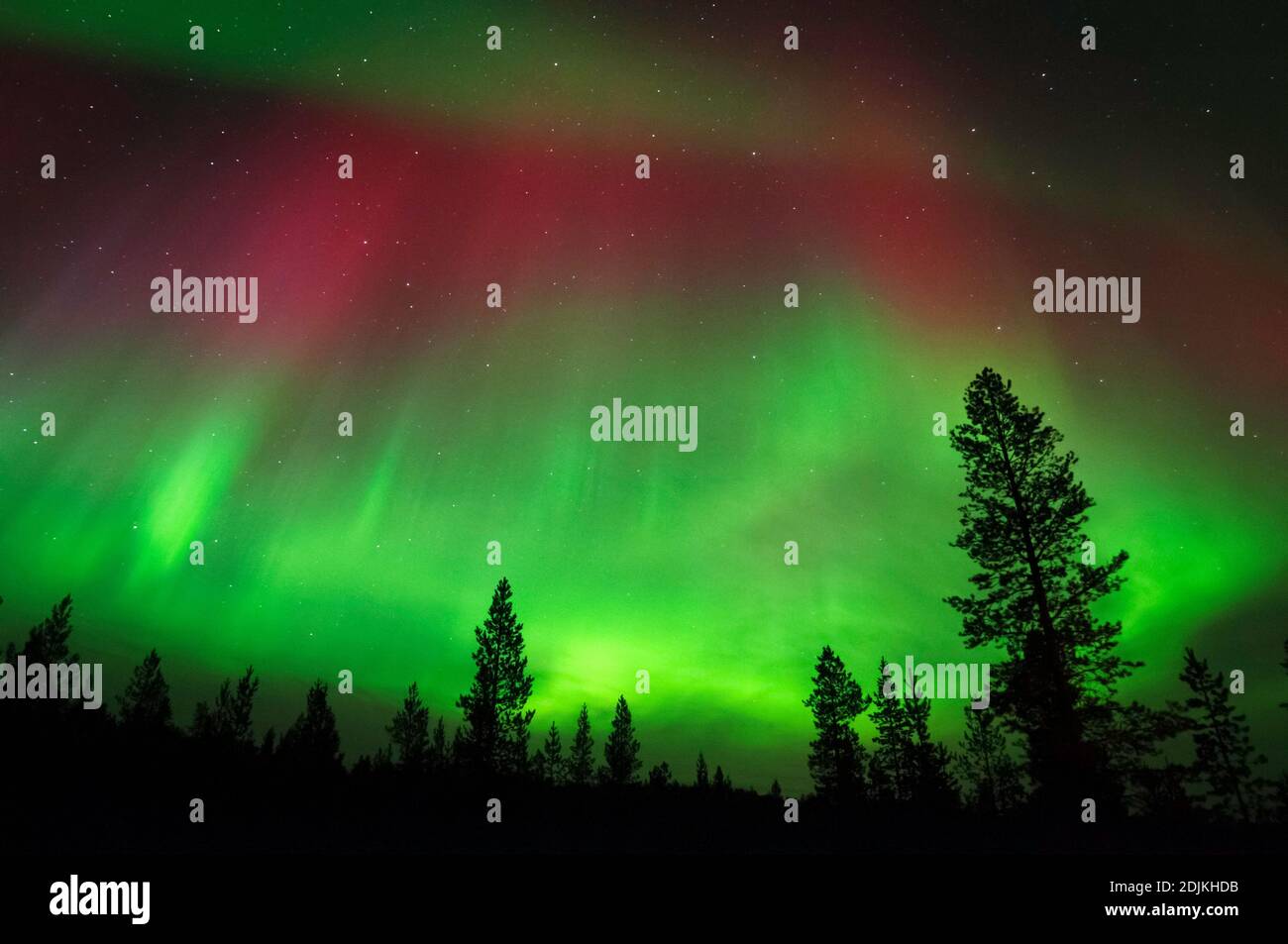 Aurora Borealis, Northern Lights, above boreal forest Stock Photo - Alamy