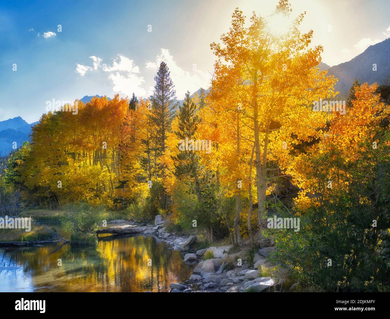 Fall colored aspens along Creek, California. Inyo County