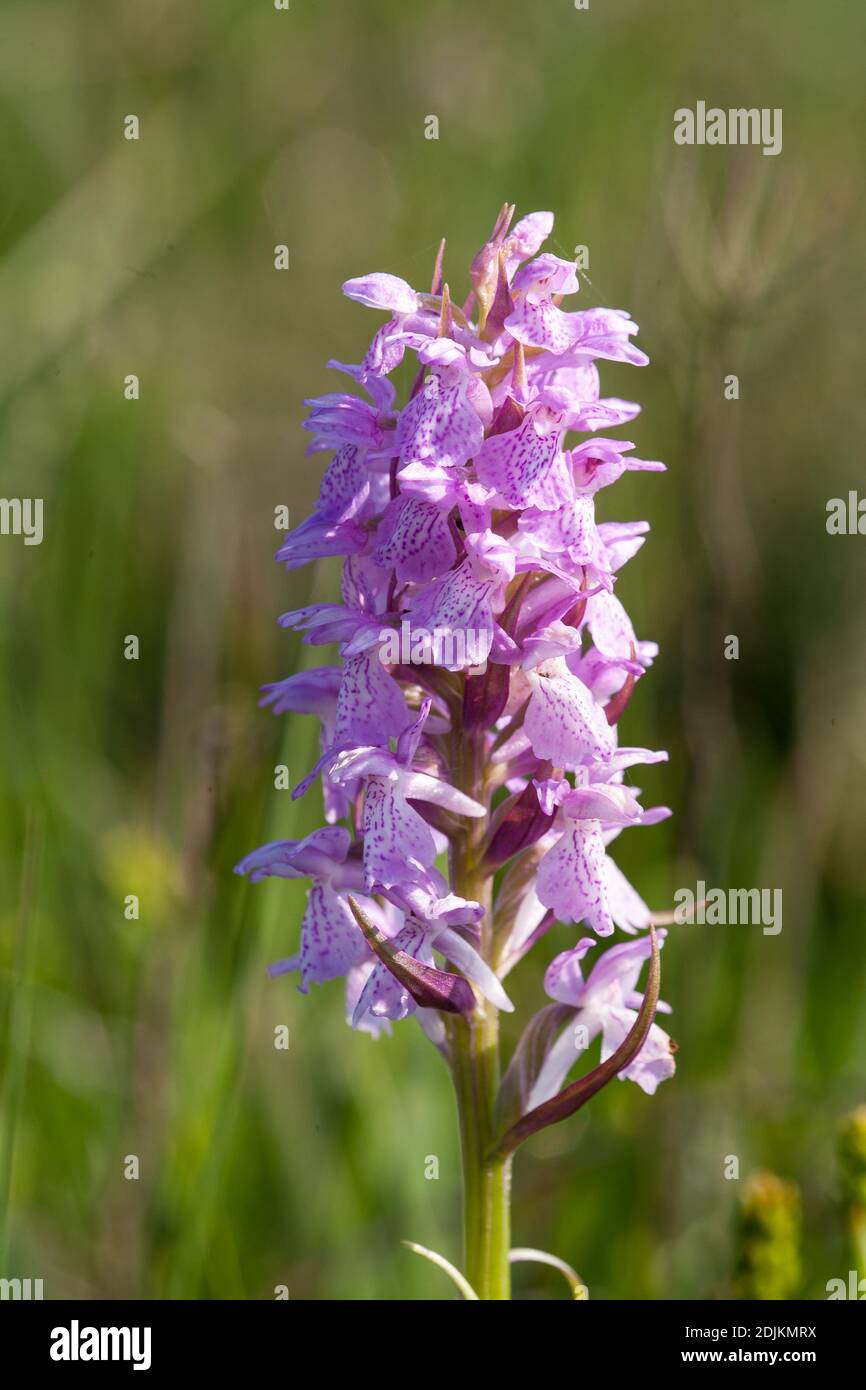 Peat moss flowers hires stock photography and images Alamy