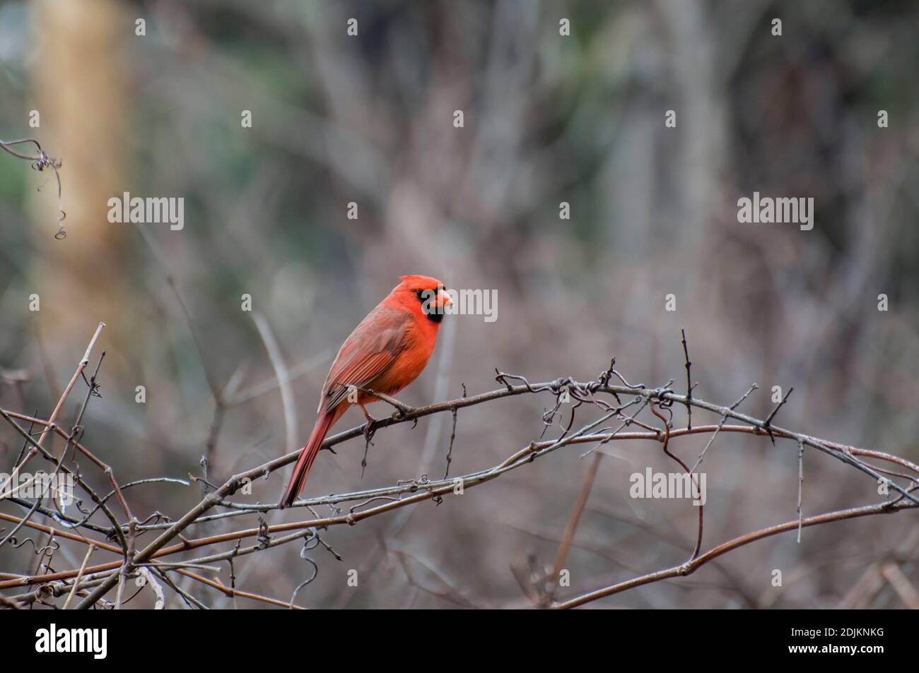 Vadnais Heights, Minnesota.  John H. Allison forest. Male Northern Cardinal, Cardinalis cardinalis, sitting on a        branch in the forest. Stock Photo