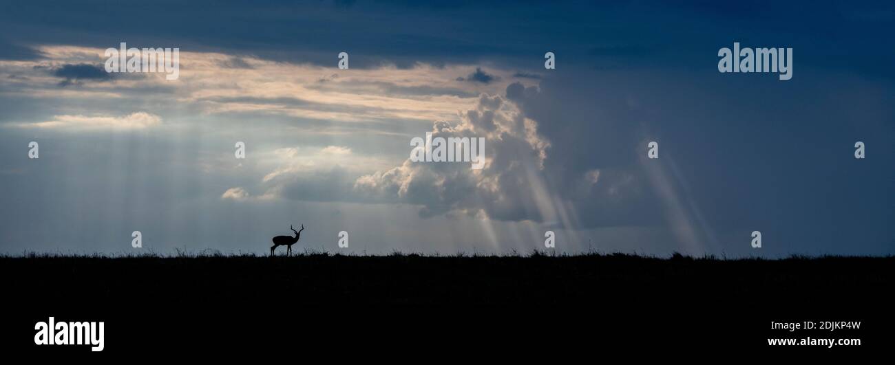Africa, Kenya, Northern Serengeti Plains, Maasai Mara. Impala (WILD: Aepyceros melampus) silhouette with storm clouds at sunset. Stock Photo