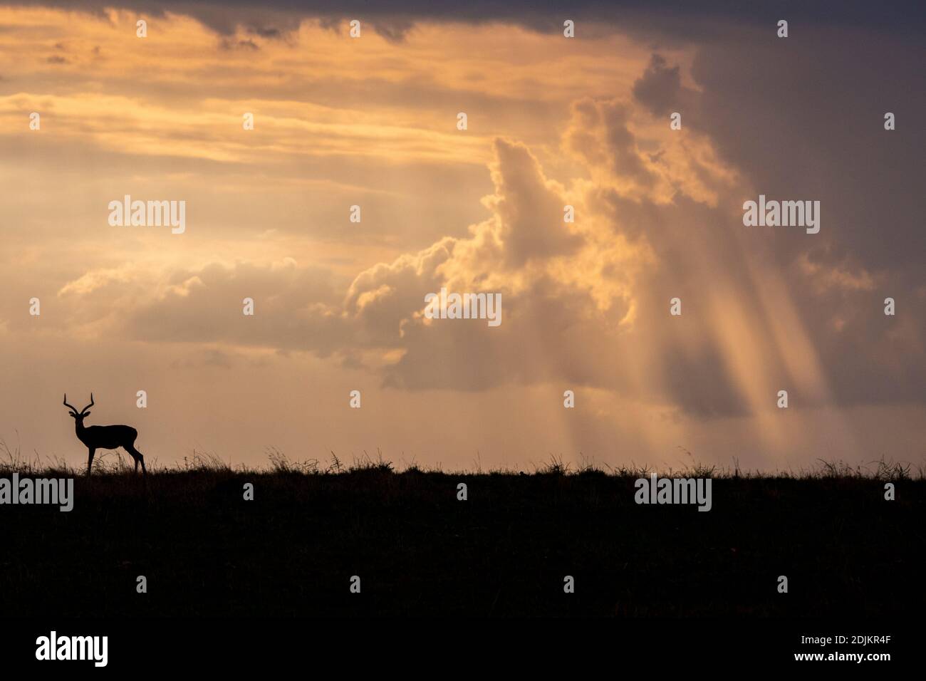 Impala silhouette hi-res stock photography and images - Alamy