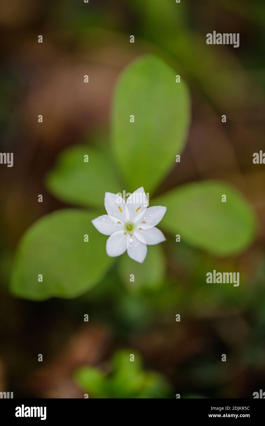 Seven star, Trientalis europaea, flower Stock Photo