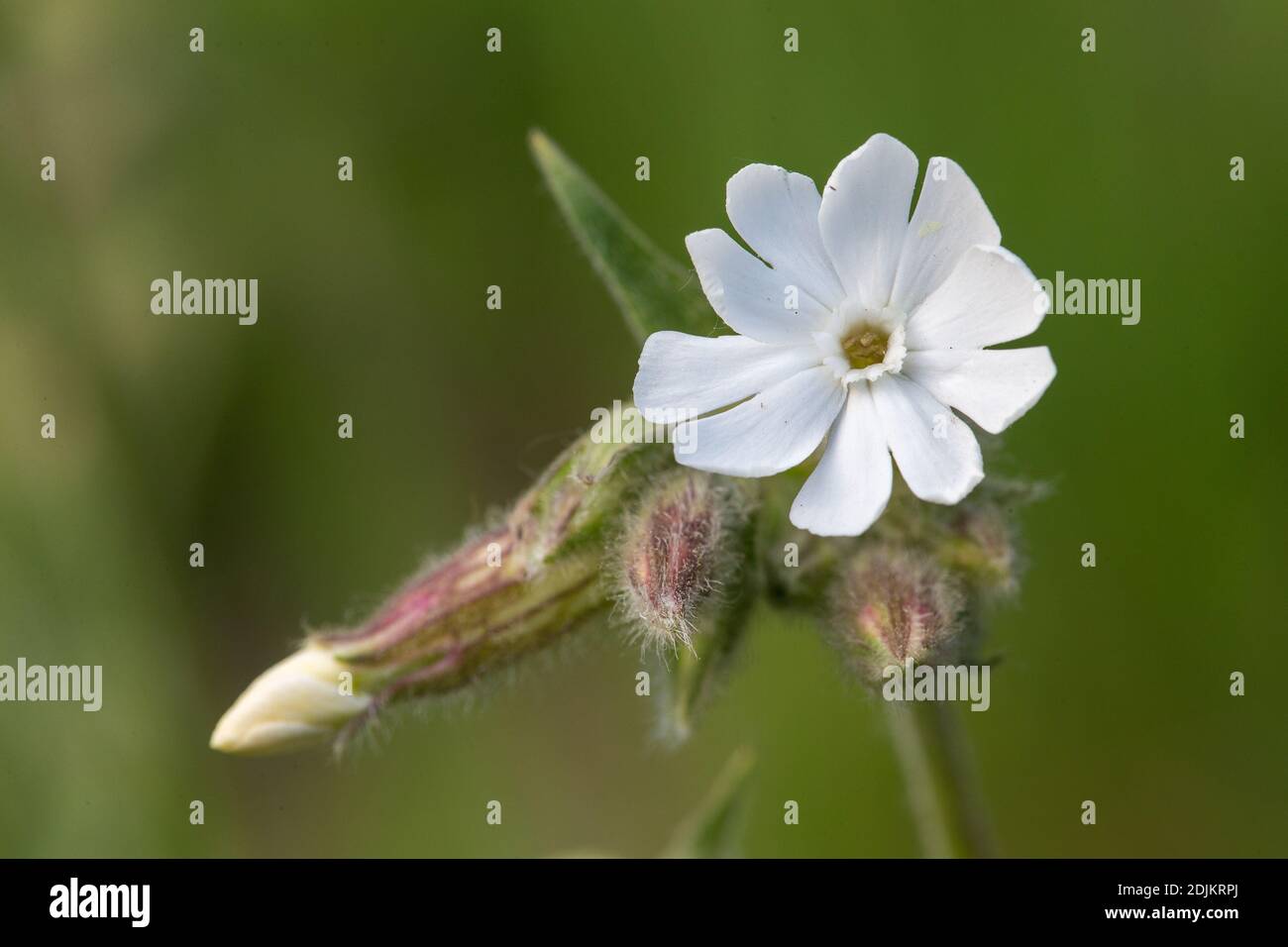 White carnation, Silene latifolia, blossom Stock Photo Alamy