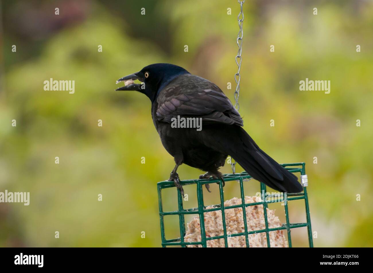 Vadnais heights, Minnesota. Male Common Grackle, Quiscalus quiscula eating from a suet feeder for birds. Stock Photo