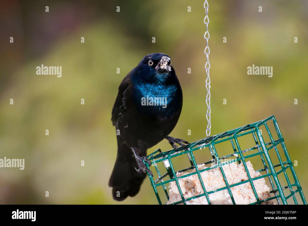 Vadnais heights, Minnesota. Male Common Grackle, Quiscalus quiscula eating from a suet feeder for birds. Stock Photo