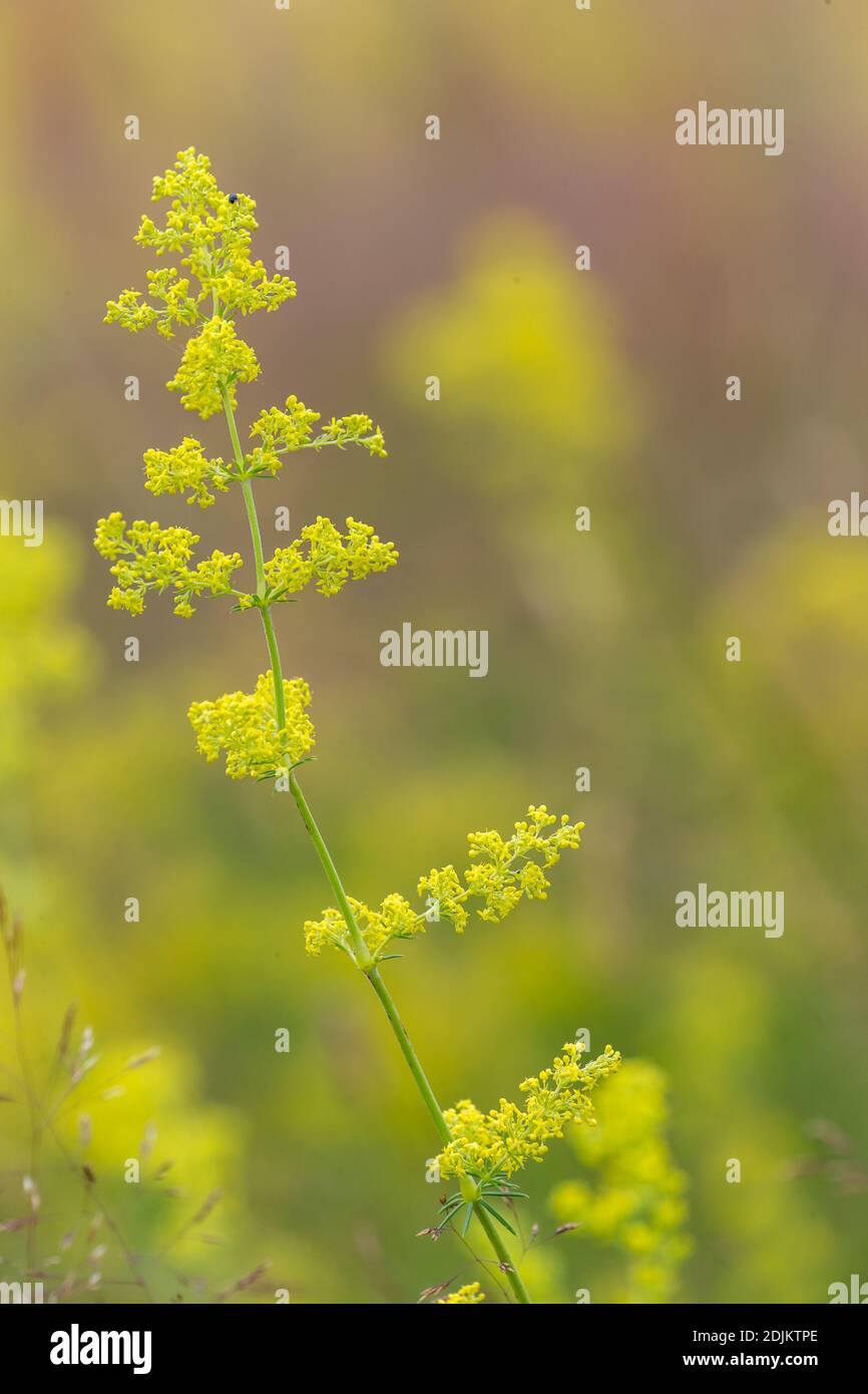 Real bedstraw, Galium verum, flower Stock Photo