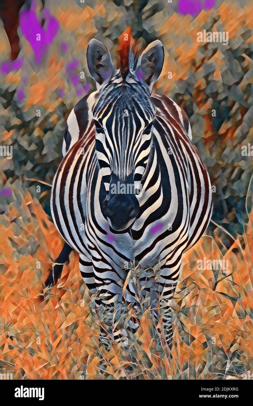 Africa, Kenya, Northern Serengeti Plains, Maasai Mara. Plains zebra aka common or Burchell's zebra (WILD: Equus burchellii) Computer enhanced. Stock Photo