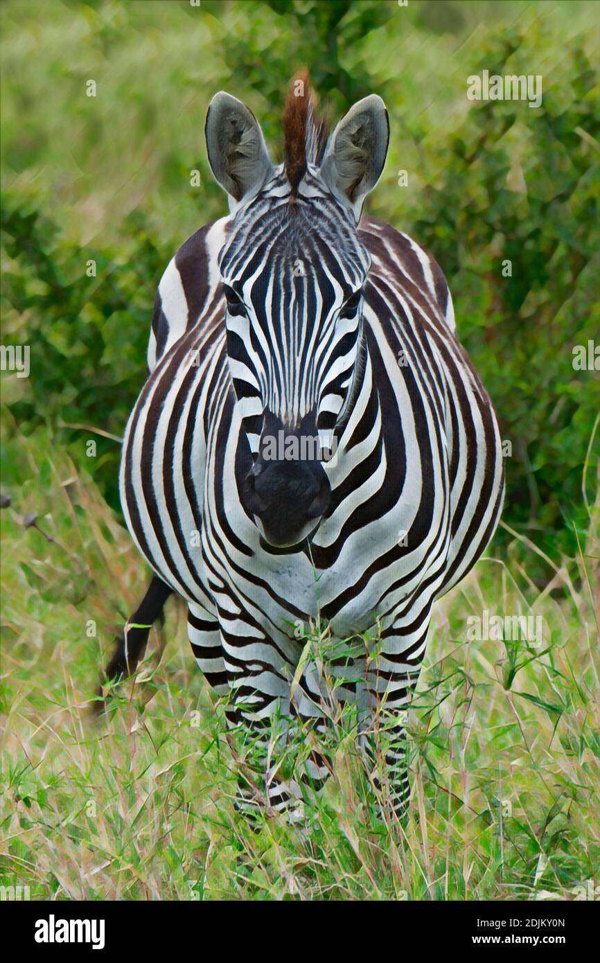 Africa, Kenya, Northern Serengeti Plains, Maasai Mara. Plains zebra aka common or Burchell's zebra (WILD: Equus burchellii) Computer enhanced. Stock Photo