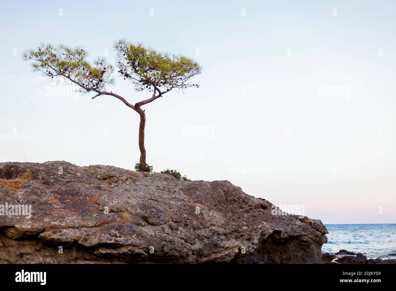A single tree that grew on a large rock by the sea in Turkey Stock Photo
