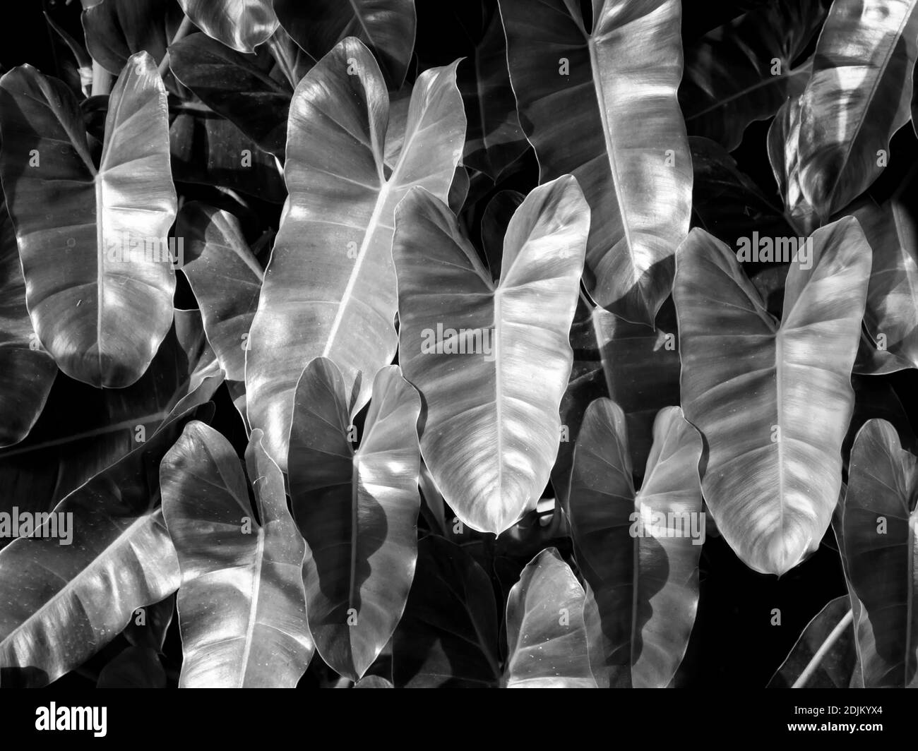 Jungle backgrounds Black and White Stock Photos & Images - Alamy