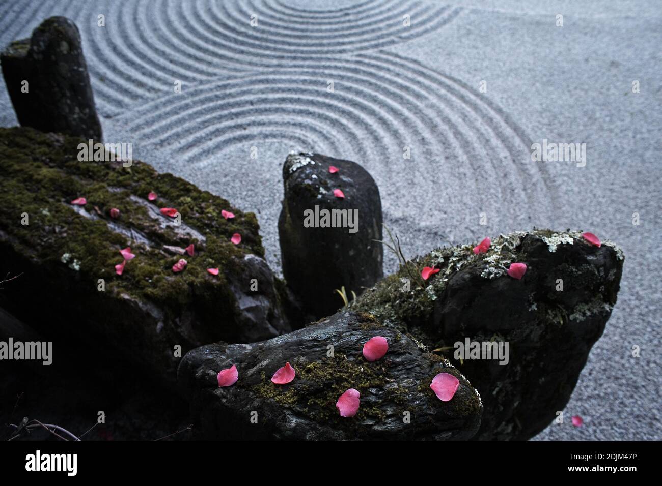 Rock feature garden flowers hi-res stock photography and images - Alamy