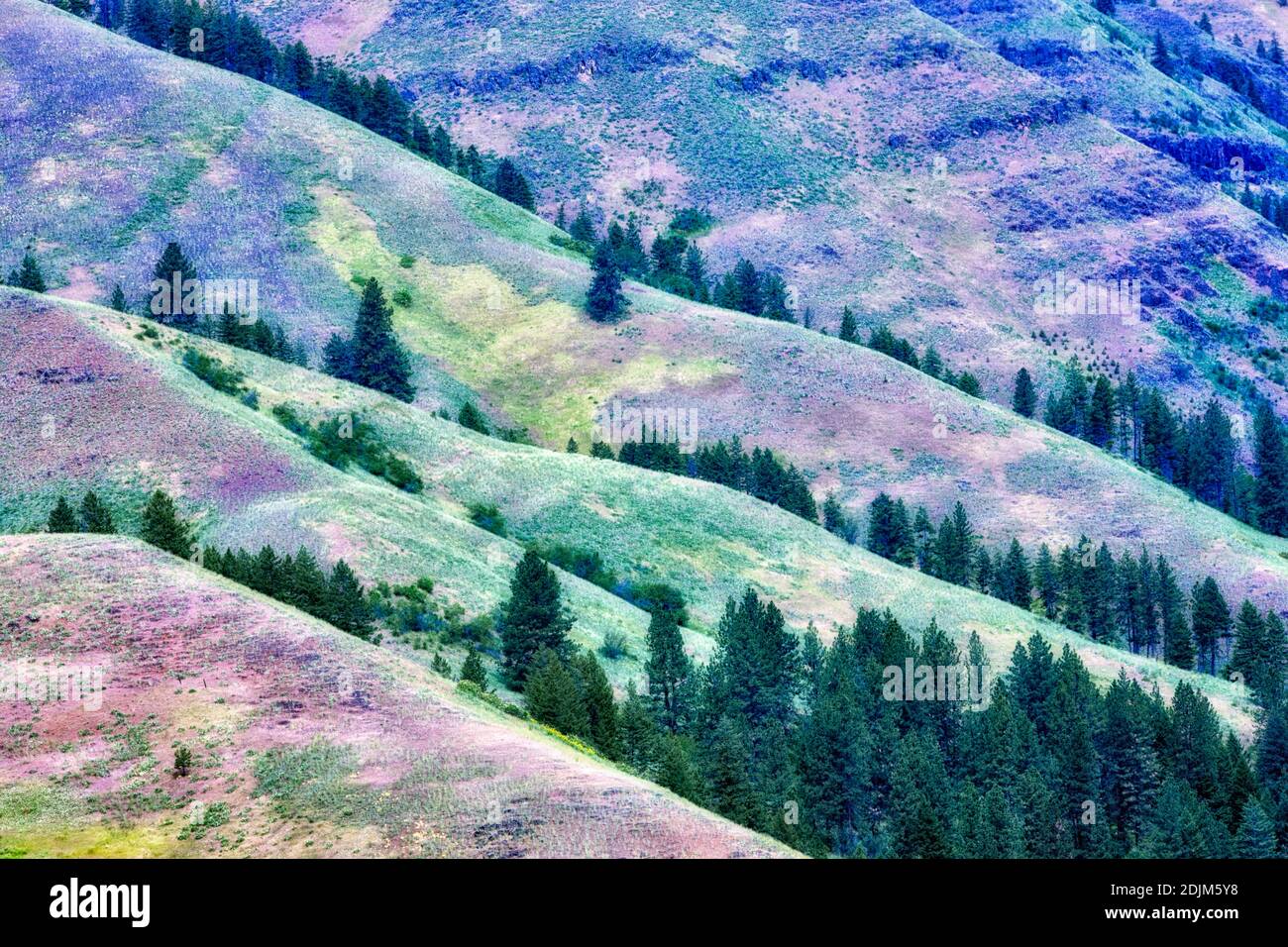 Spring colors in hills in Wallowa County, Oregon. Stock Photo