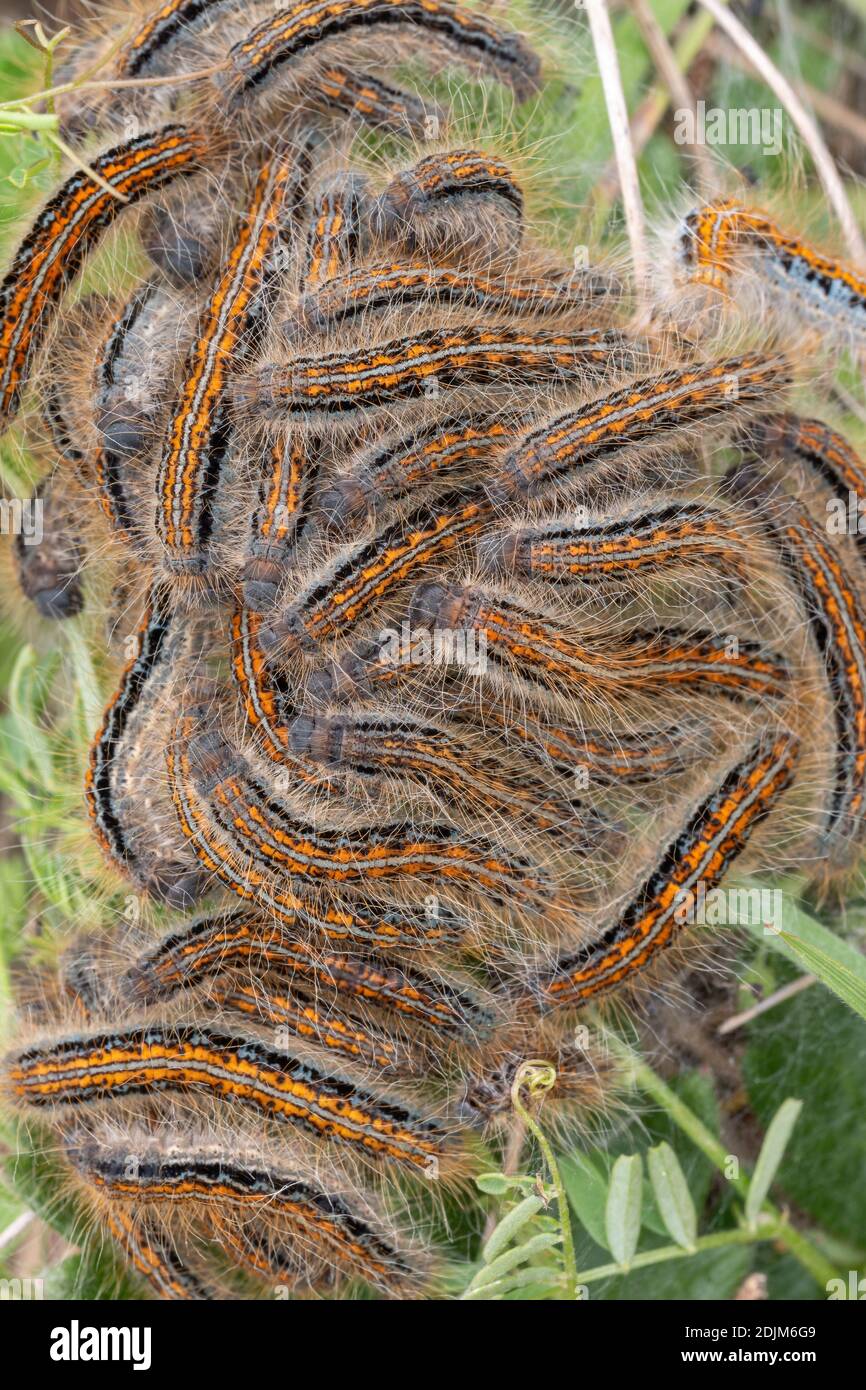 Young gypsy moth caterpillars in the nest (Lymantria dispar Stock Photo