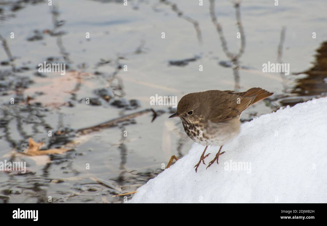 Vadnais Heights, Minnesota.  Vadnais Lake Regional Park.  Hermit Thrush, Catharus guttatus hunting for food along side of an open water creek in a sno Stock Photo