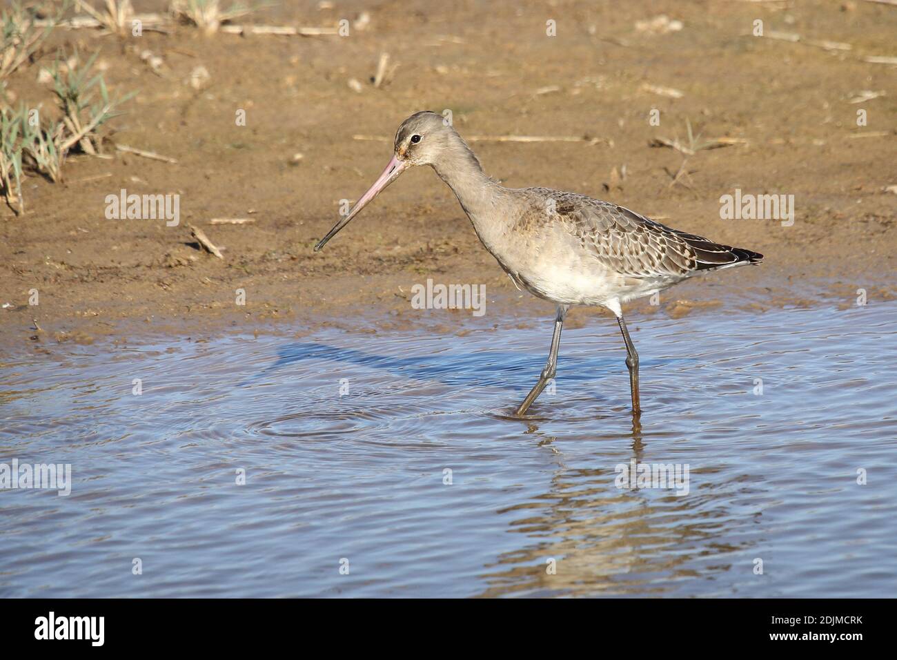 Black-tailed Godwit (Limosa limosa), Norfolk Wildlife Trust's Cley and Salthouse nature reserve, Cley, Norfolk, UK Stock Photo