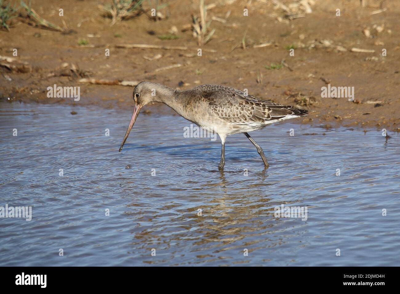 Black-tailed Godwit (Limosa limosa), Norfolk Wildlife Trust's Cley and Salthouse nature reserve, Cley, Norfolk, UK Stock Photo