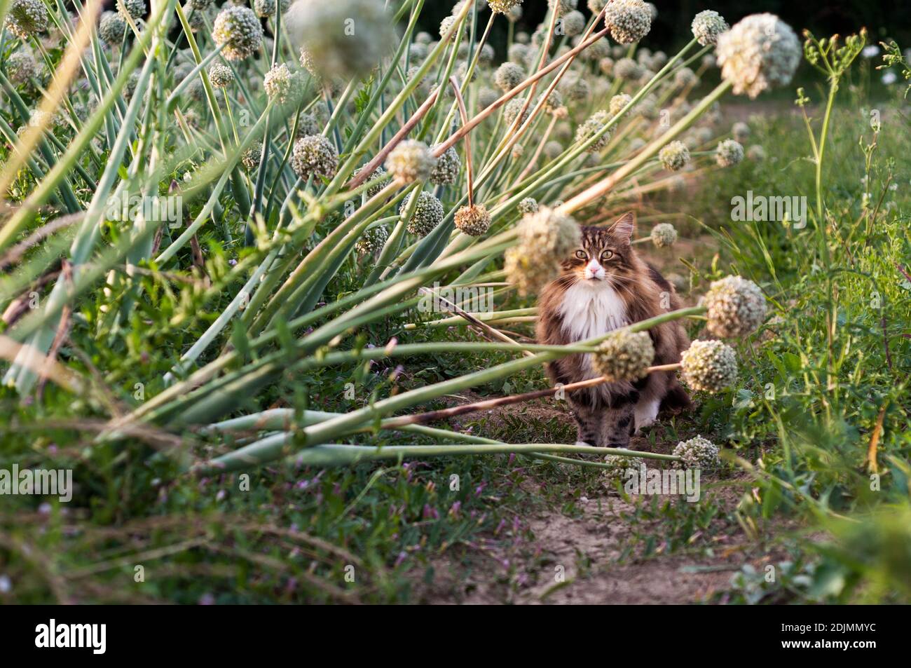 Cat In A Onion Flowers Field Stock Photo Alamy
