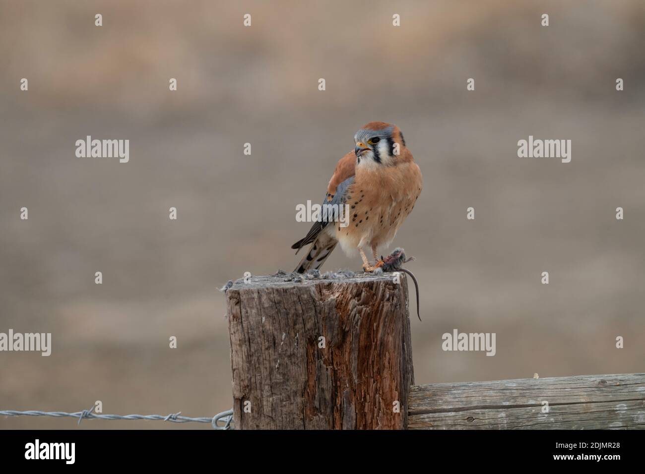 Kestrel with mouse Stock Photo