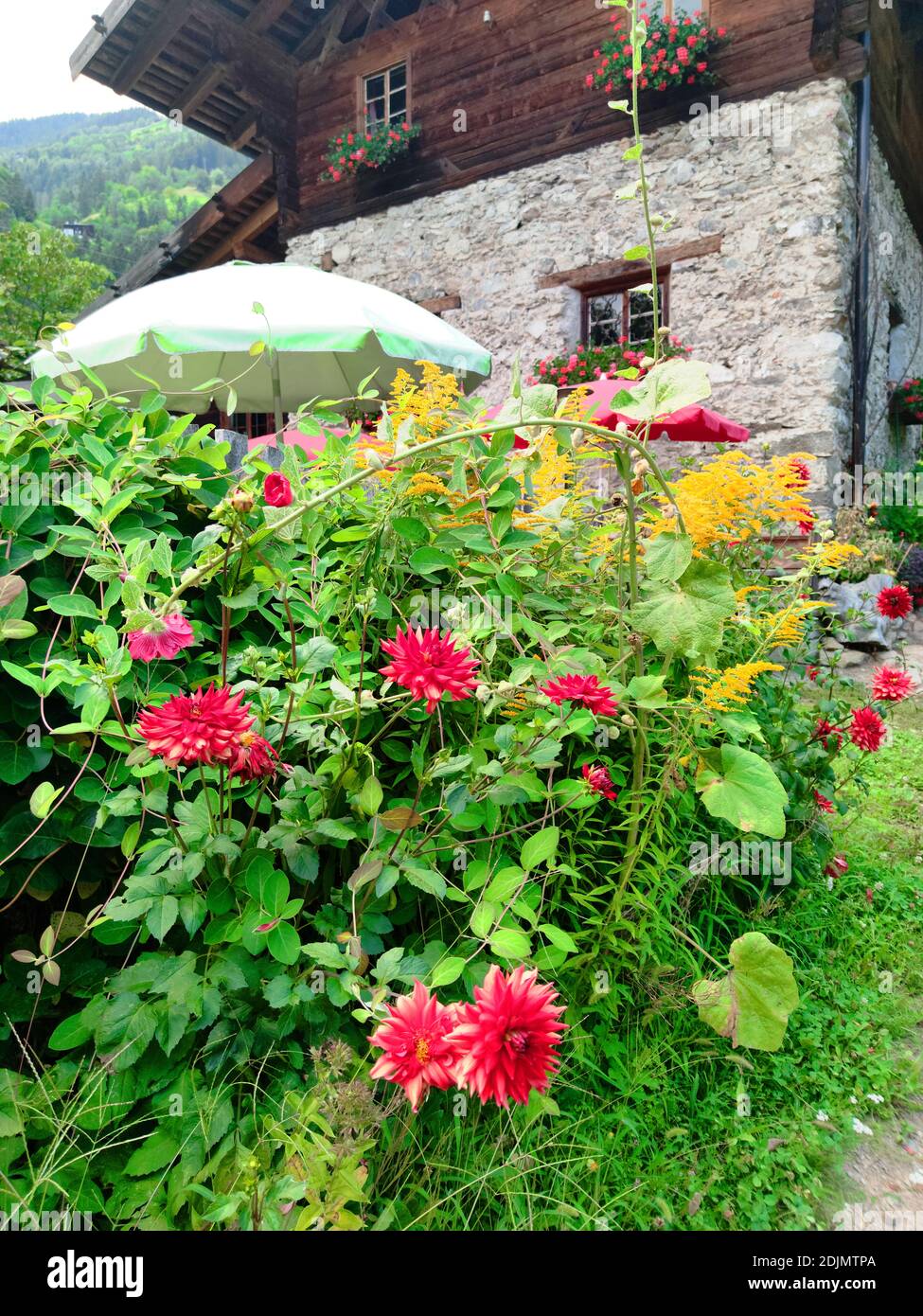 Flowers in a South Tyrolean cottage garden in front of a farmhouse Stock Photo