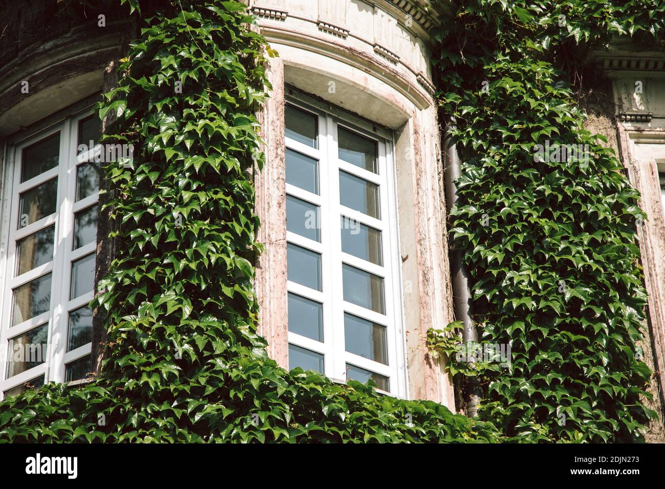 Haus mit bewachsener Fassade in Altena, Märkischer Kreis, North Rhine-Westphalia, Germany Stock Photo