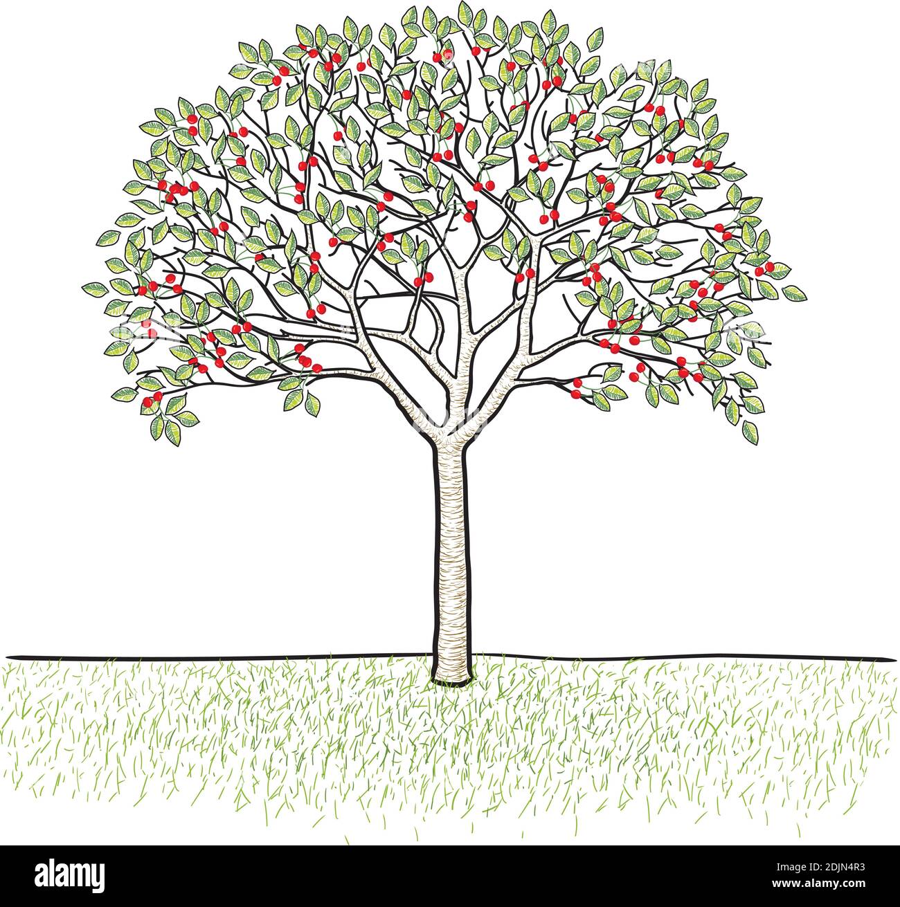 Cherry tree with leaves and fruits, isolated vector illustration. Stock Vector