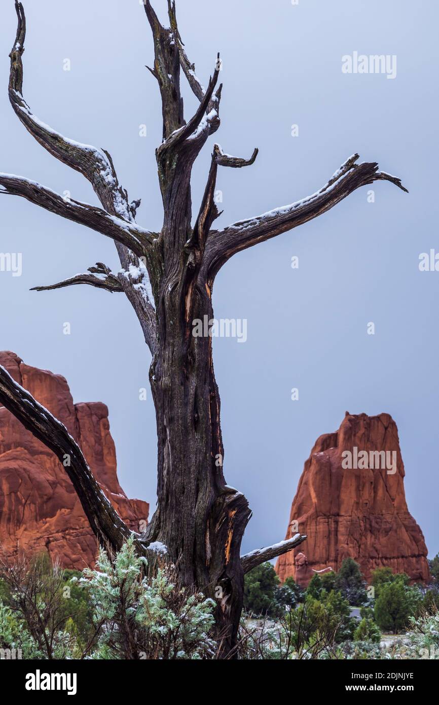 Snow on trunk, Kodachrome Basin State Park, Cannonville, Utah Stock