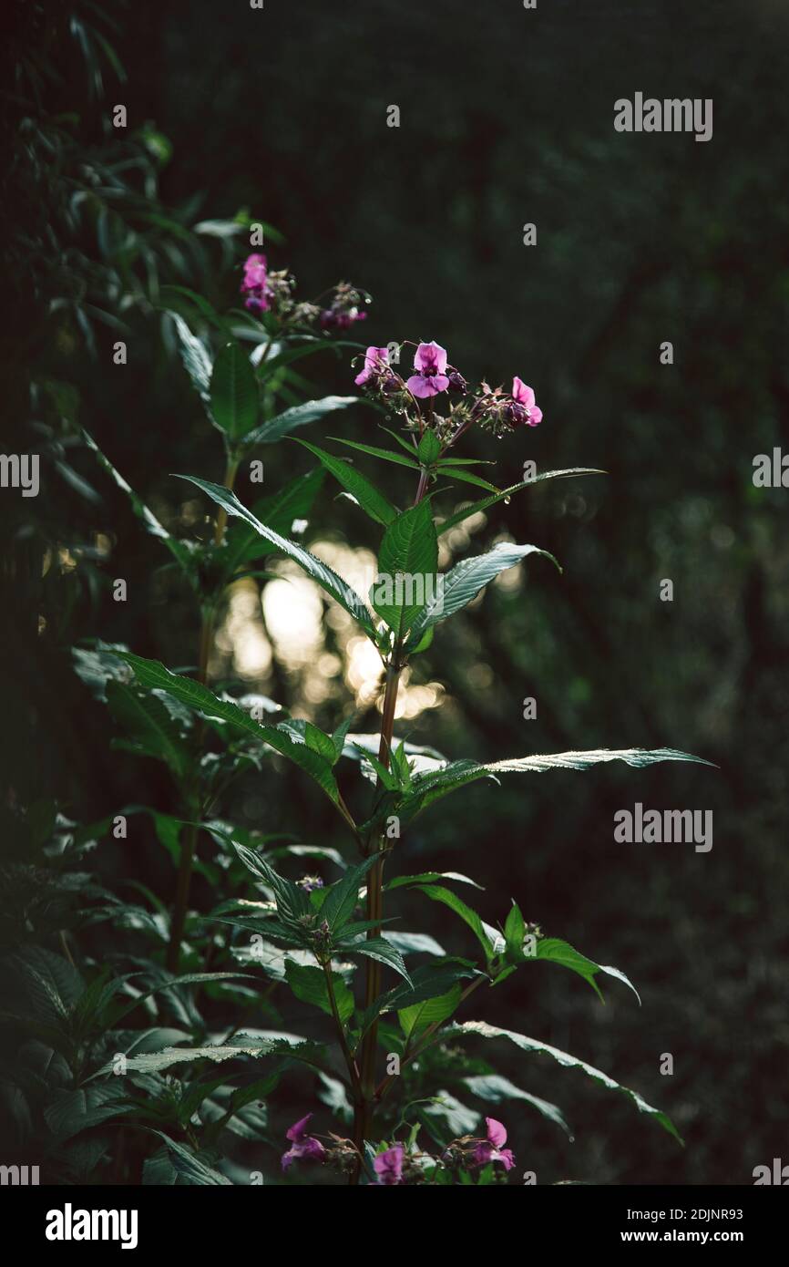 Indian balsam, Impatiens glandulifera Stock Photo