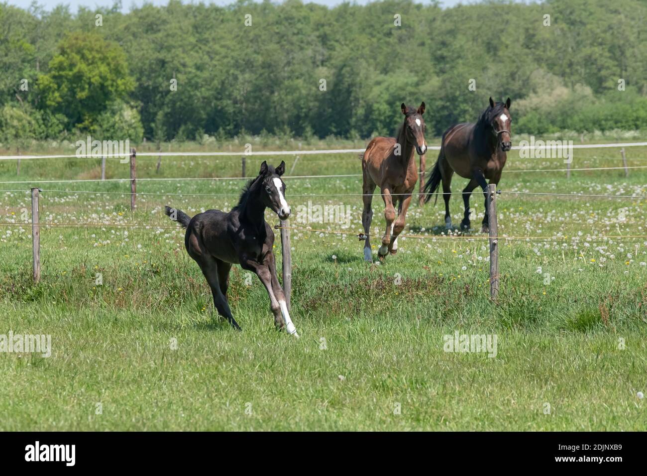A black foal is trotting in the pasture. Horses gallop in background. Stock Photo