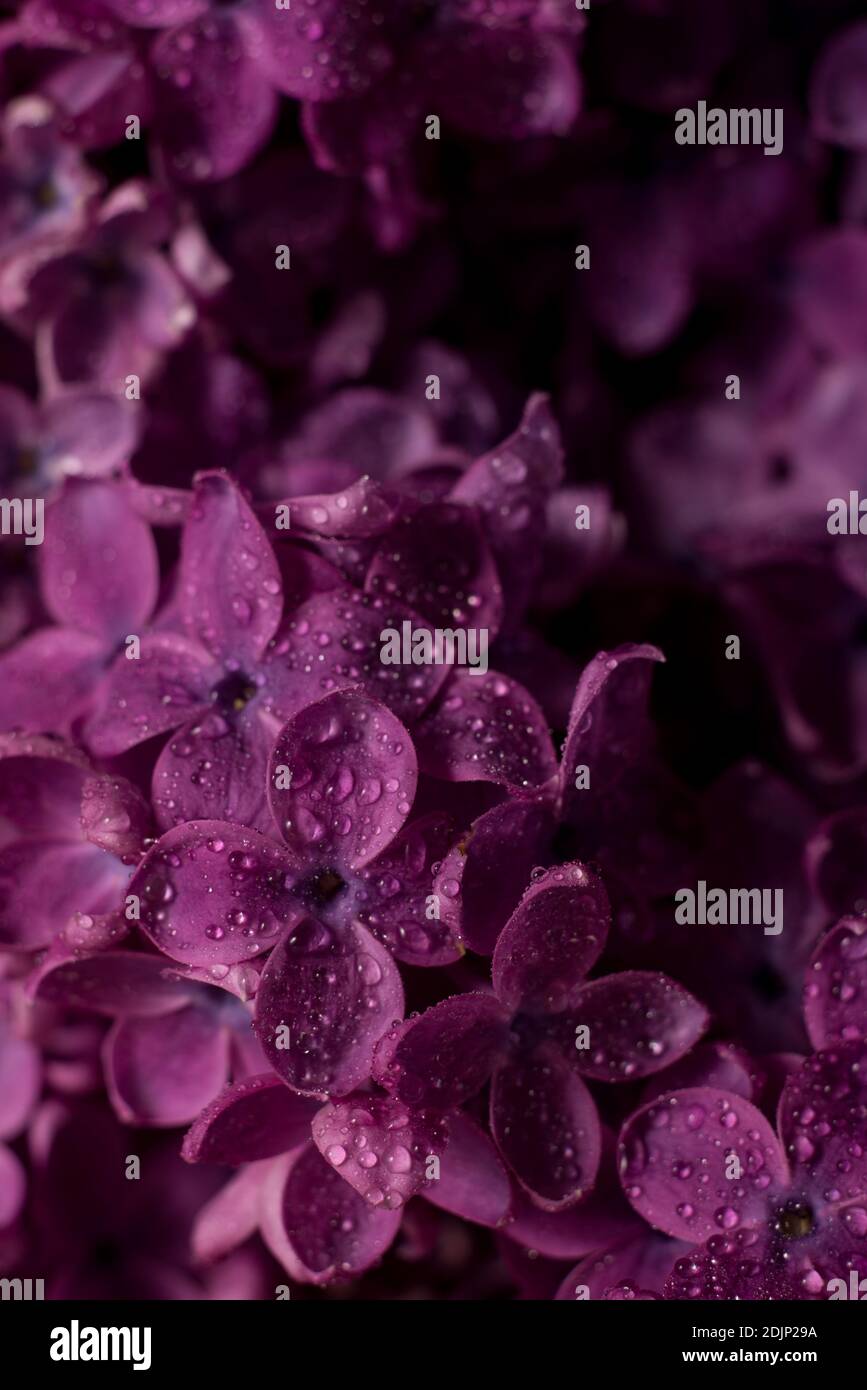 Beautiful purple lilac flowers. Macro photo of lilac spring flowers ...