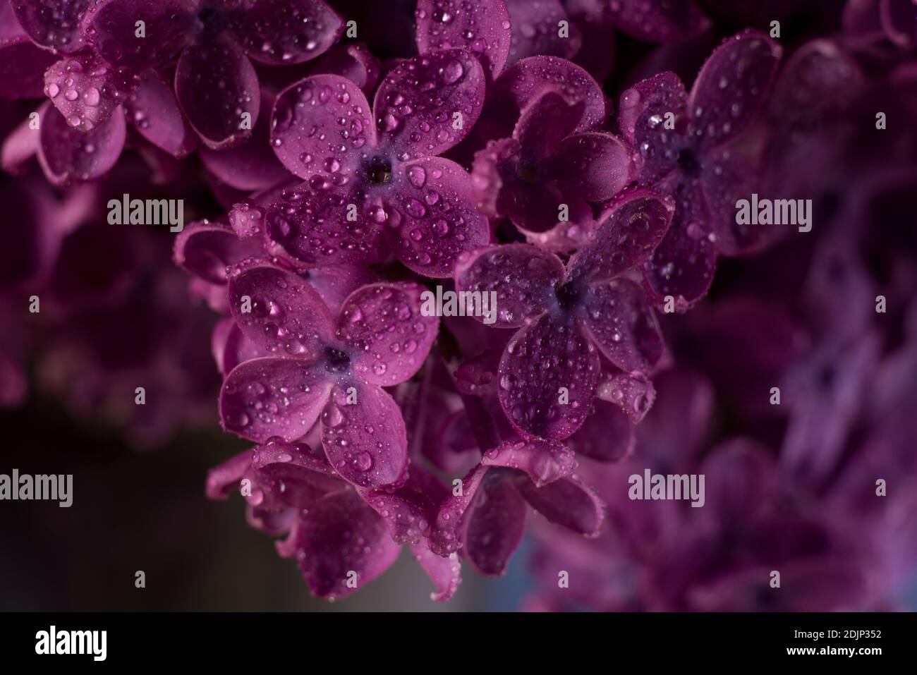 Beautiful purple lilac flowers. Macro photo of lilac spring flowers ...