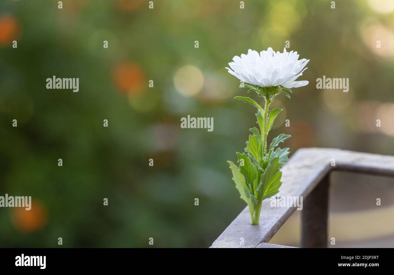 White Callistephus flower and green background with copy space Stock