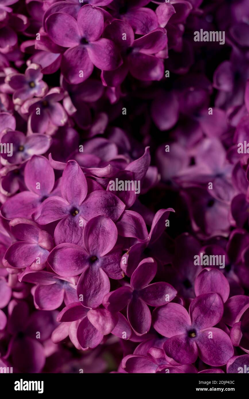 Beautiful purple lilac flowers. Macro photo of lilac spring flowers ...