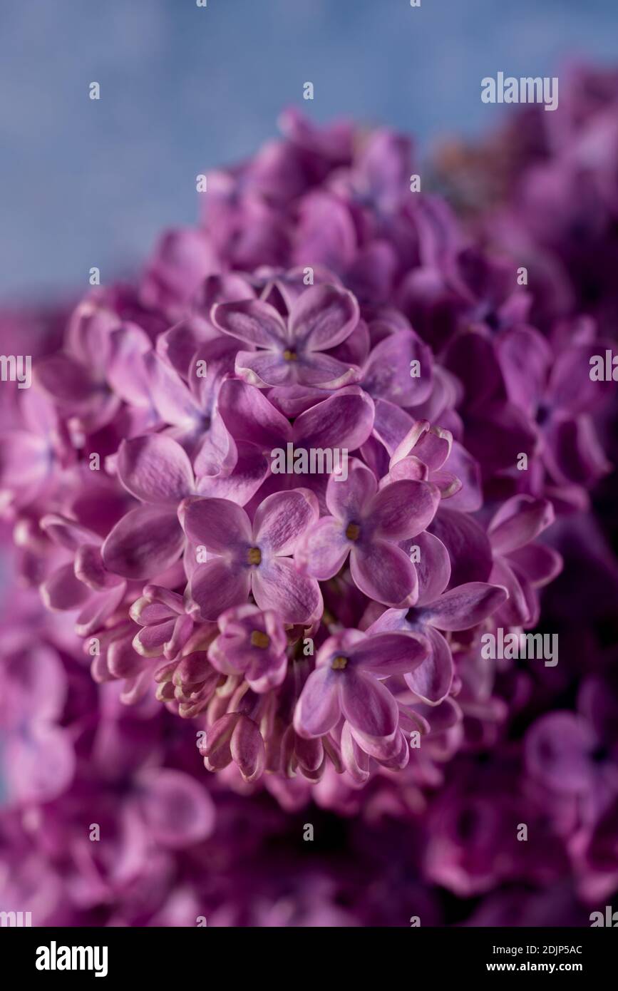 Beautiful purple lilac flowers. Macro photo of lilac spring flowers ...