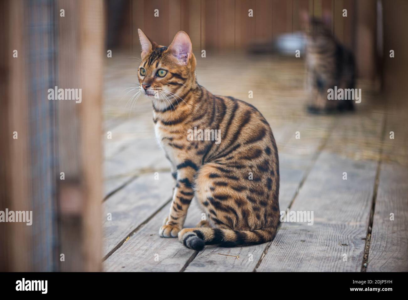 Portrait of Adorable Young Bengal Cat Sitting and Watching Stock Photo