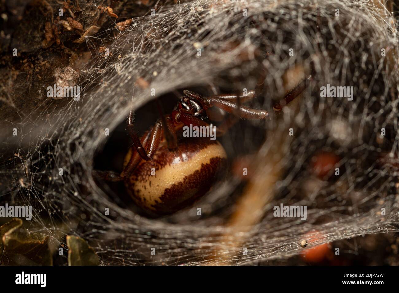 Steatoda nobilis / Noble False Widow spider female Stock Photo