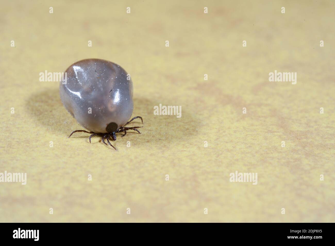 Castor bean tick (Ixodes ricinus) full of blood crawling on a floor Stock Photo