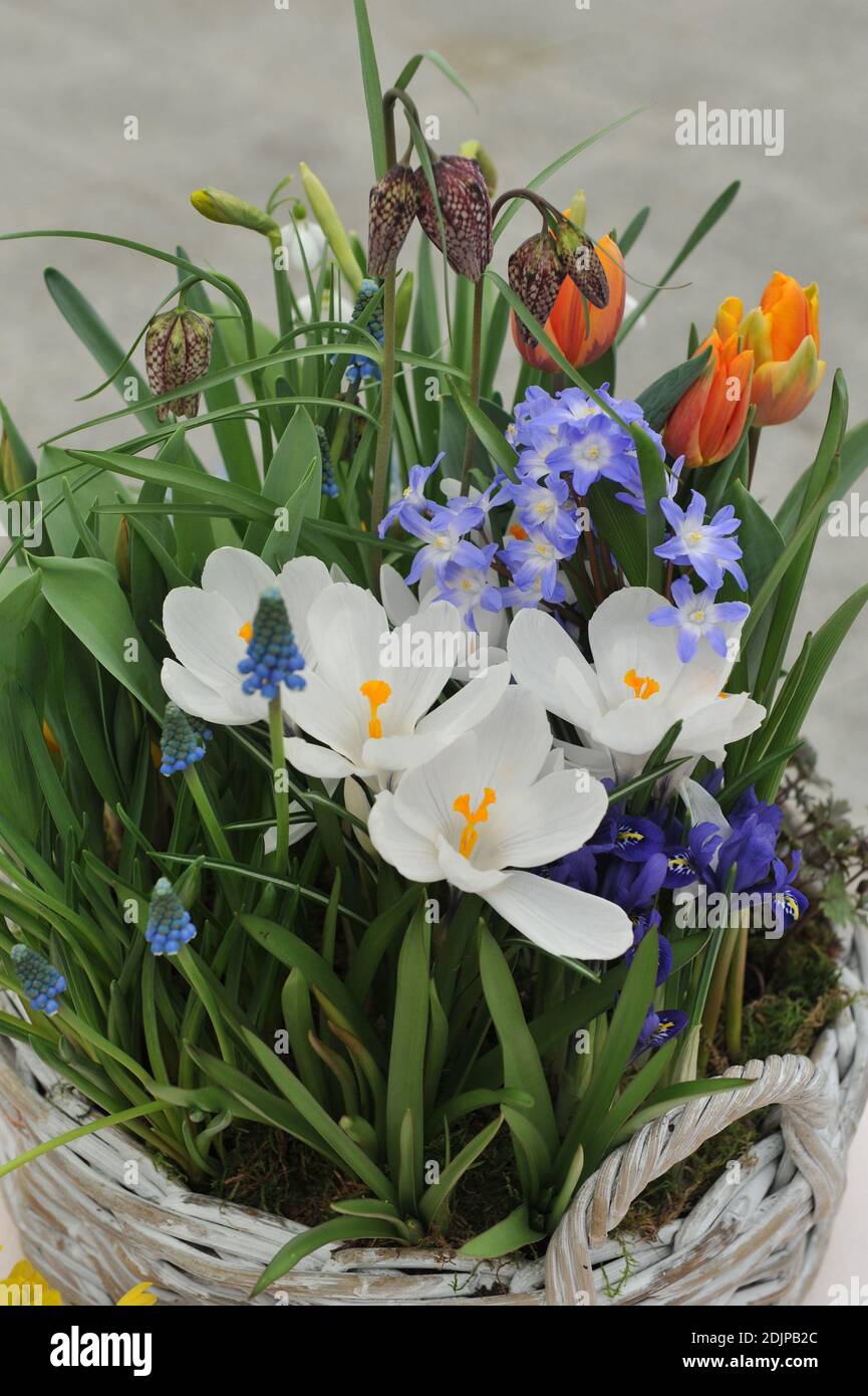 Crocus Jeanne d'Arc, chionodoxa, muscari, tulips and Fritillaria meleagris bloom in a white basket in April Stock Photo