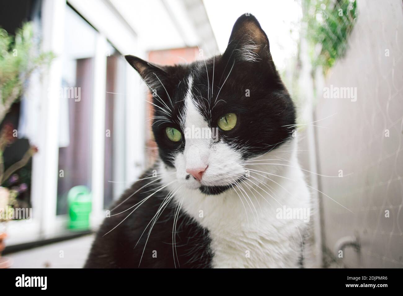 black and white domestic cat Stock Photo