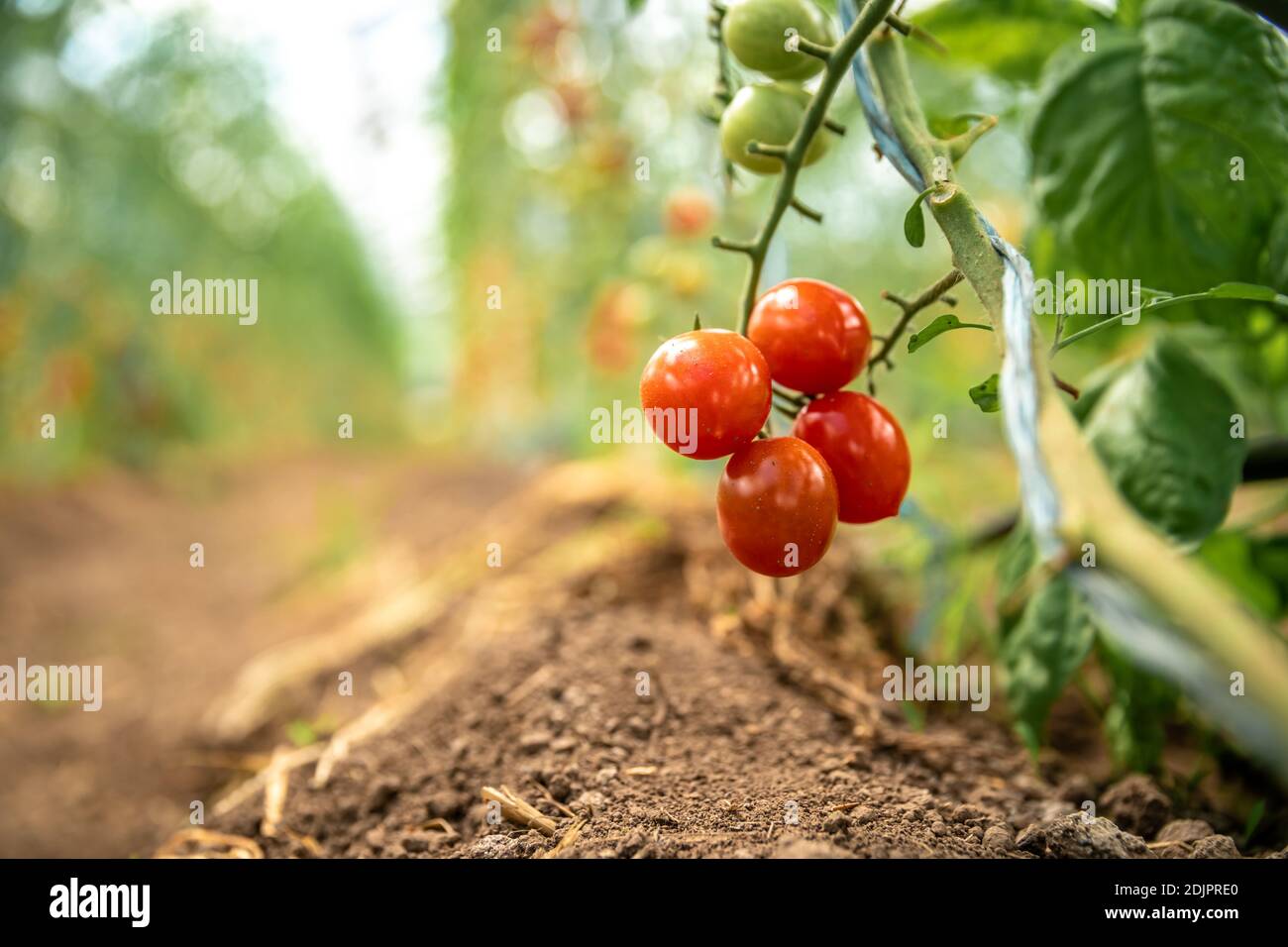 collection of ripe tomatoes in organic quality in a greenhouse on the ...